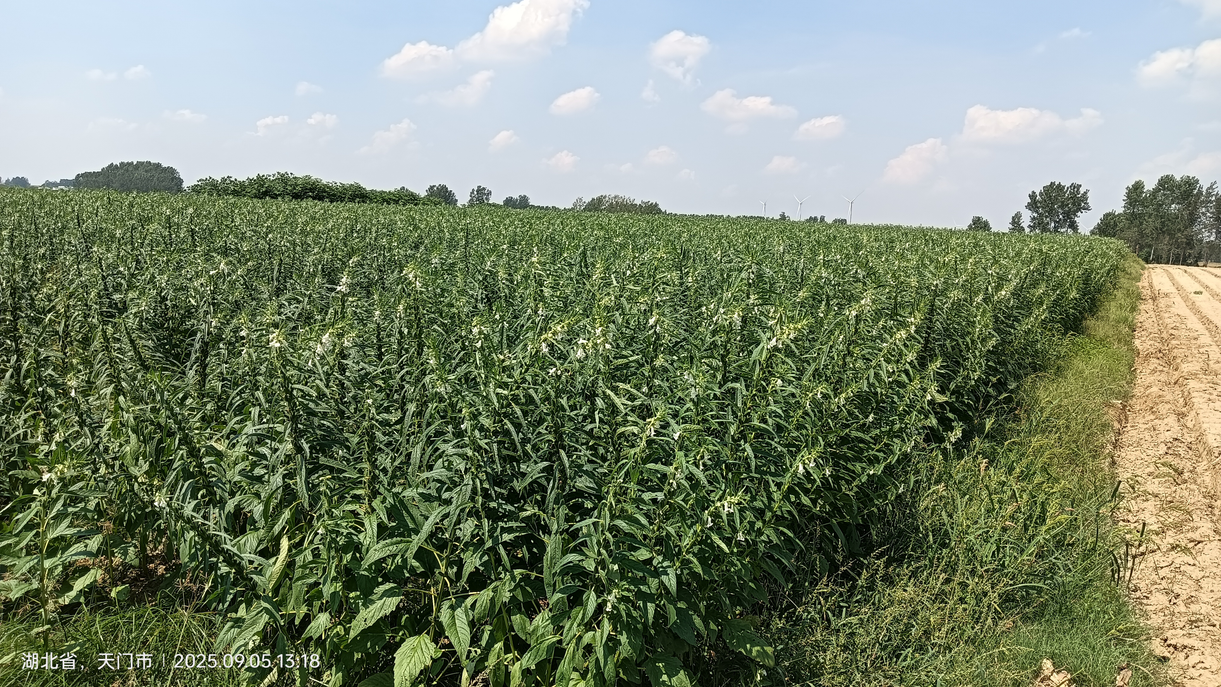 湖北金九昌種業有限公司